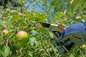 Obstbaumschnitt, Apfelbaum im Sommer